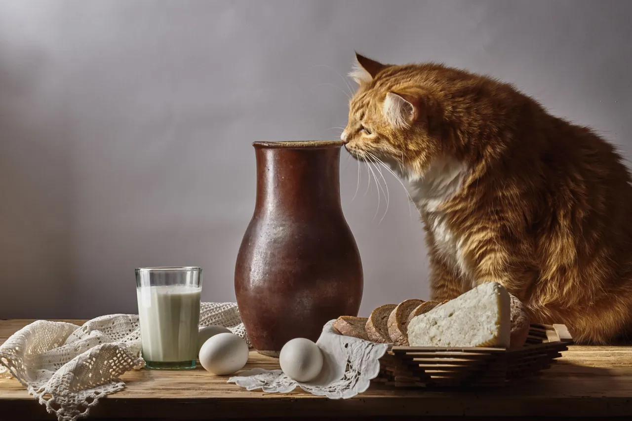 A ginger cat sniffing a jug on a table beside a glass of milk.