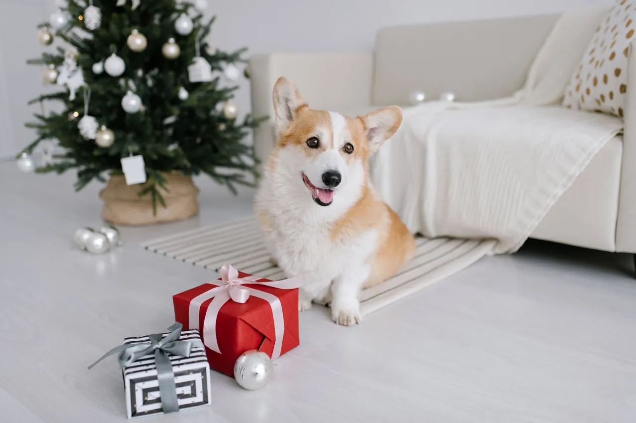 A happy corgi sitting on a striped rug beside wrapped presents and a small Christmas tree.