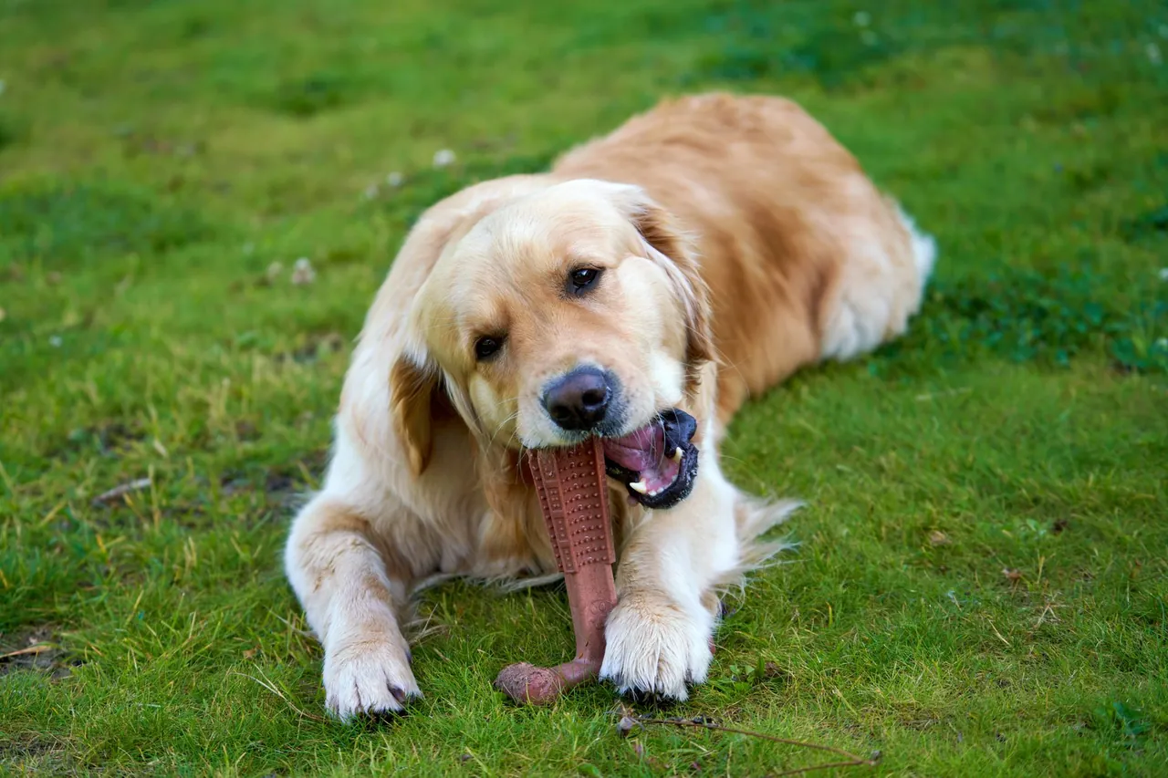 A golden retriever lying on grass chewing a long rubber toy.