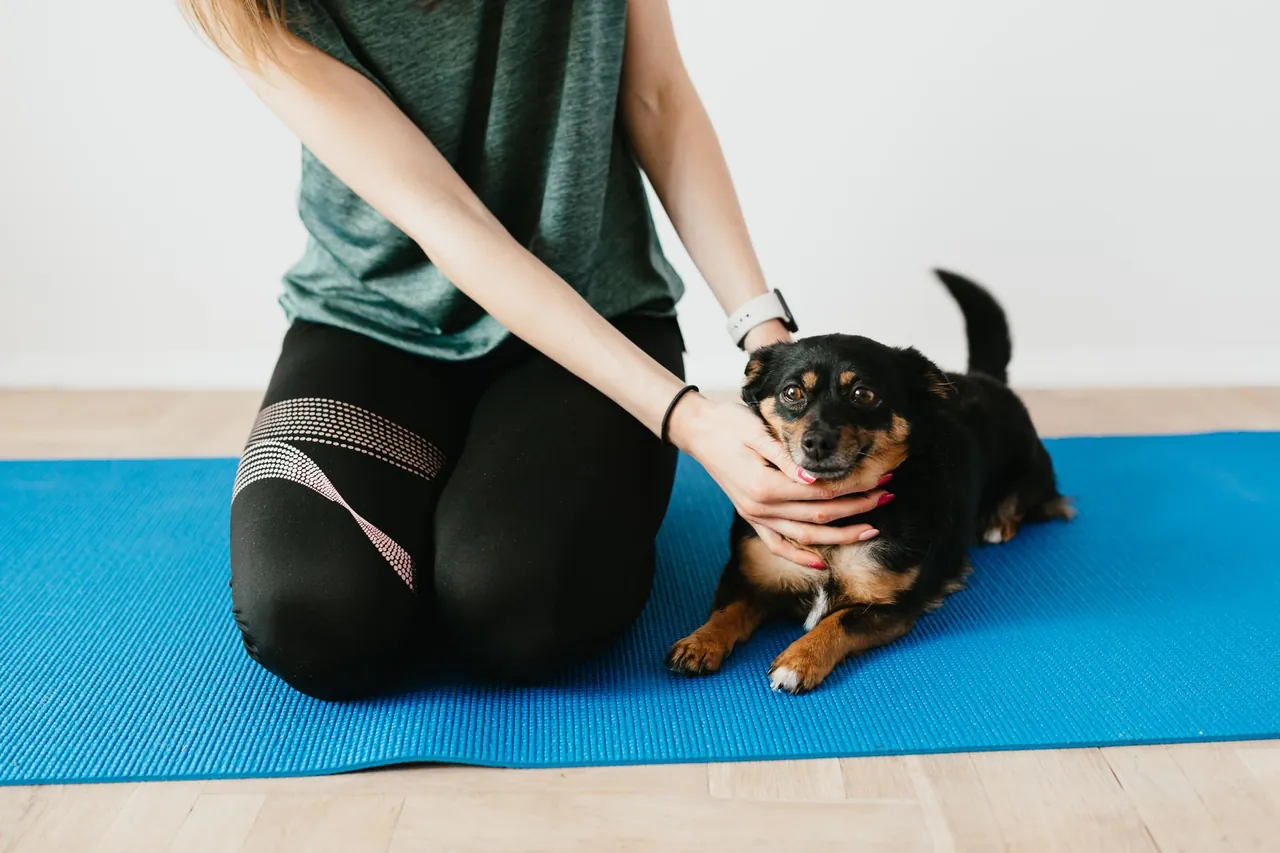 A small black and tan dog sitting on a blue mat while a person kneels beside it.