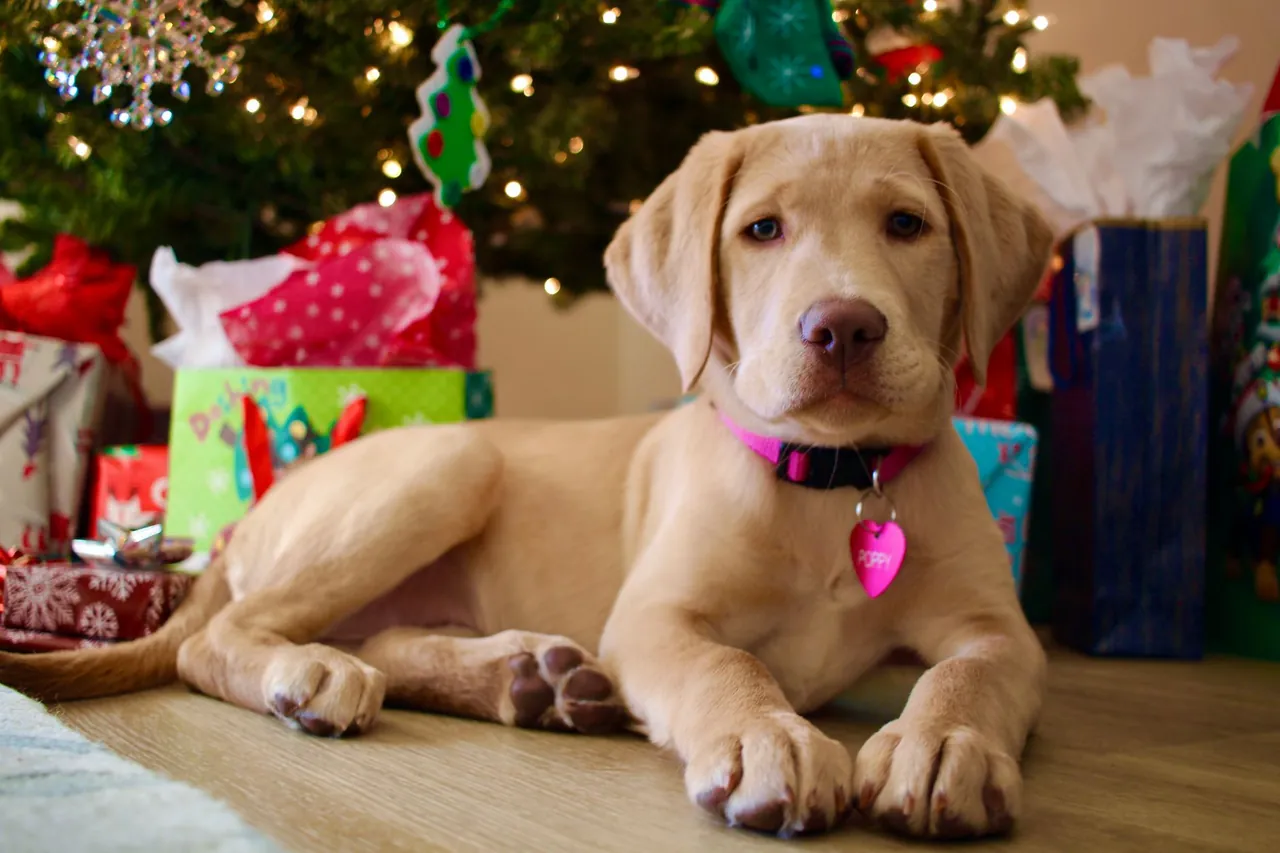 A yellow Labrador puppy lying on a wooden floor under a Christmas tree, surrounded by wrapped gifts.