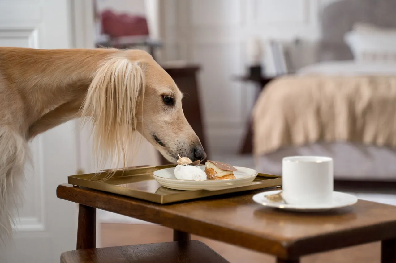 A long-haired sighthound sniffing a dessert on a tray on a low table.