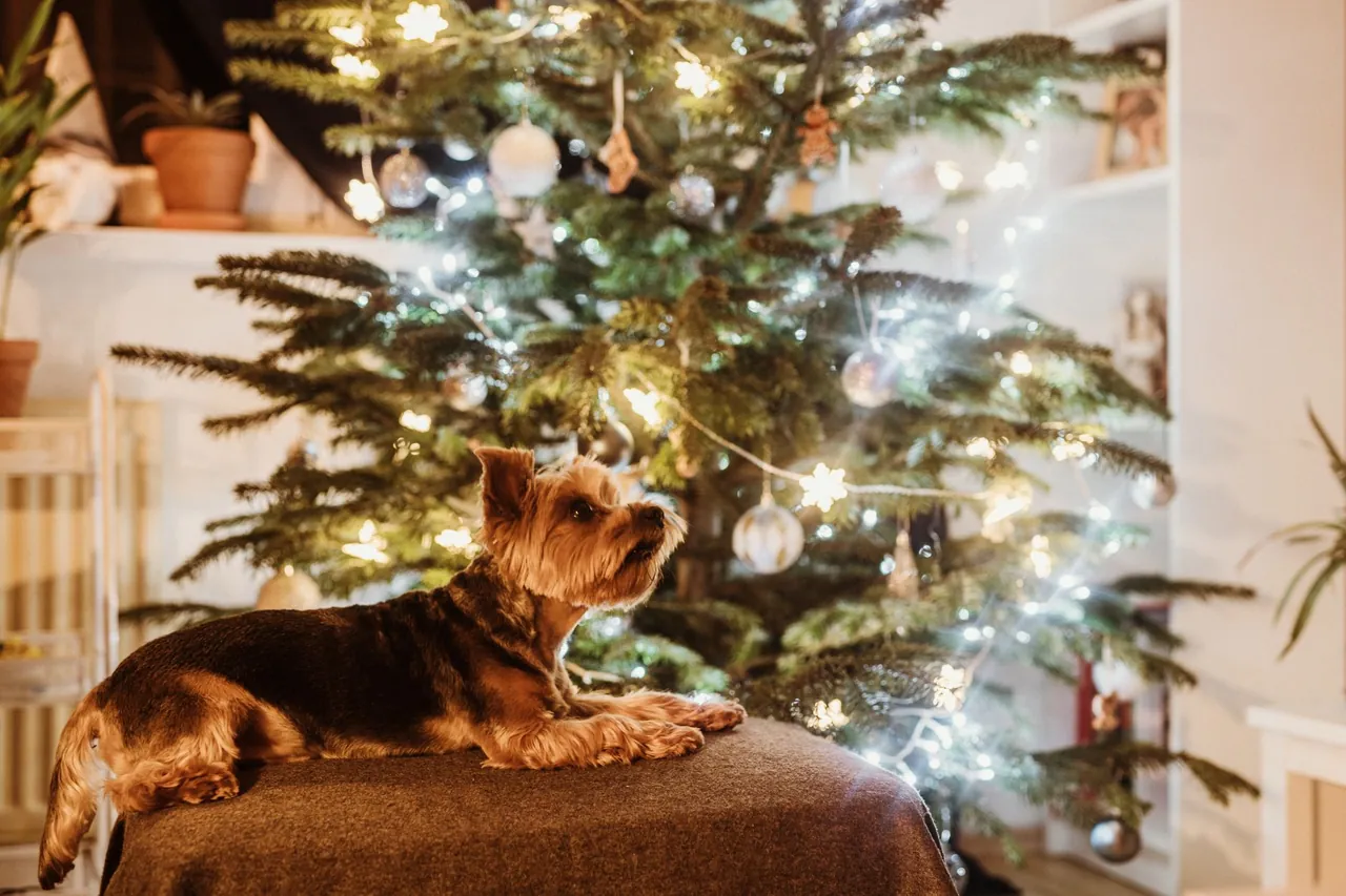 Un yorkshire terrier echado en un cojín junto a un árbol de Navidad iluminado.