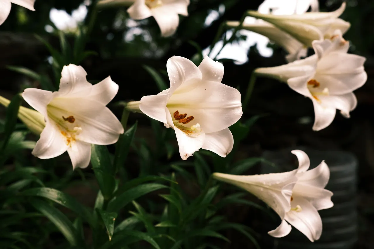 White trumpet lilies in bloom.
