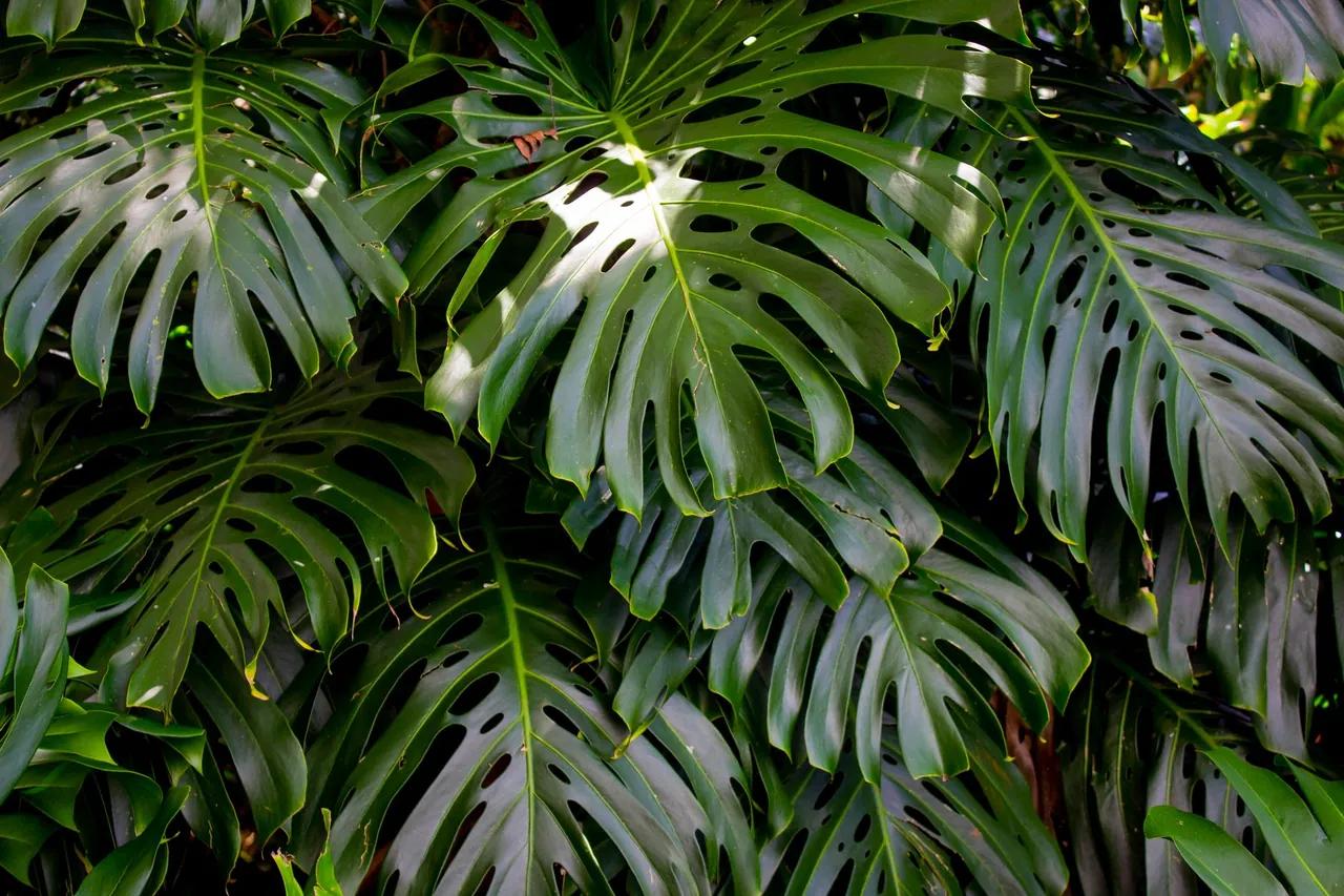 Large split monstera leaves.