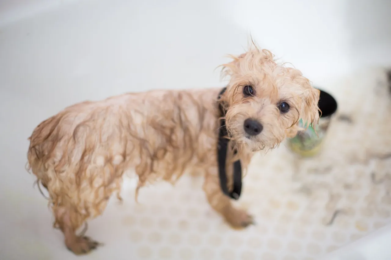 A wet puppy standing in a bathtub during a bath.
