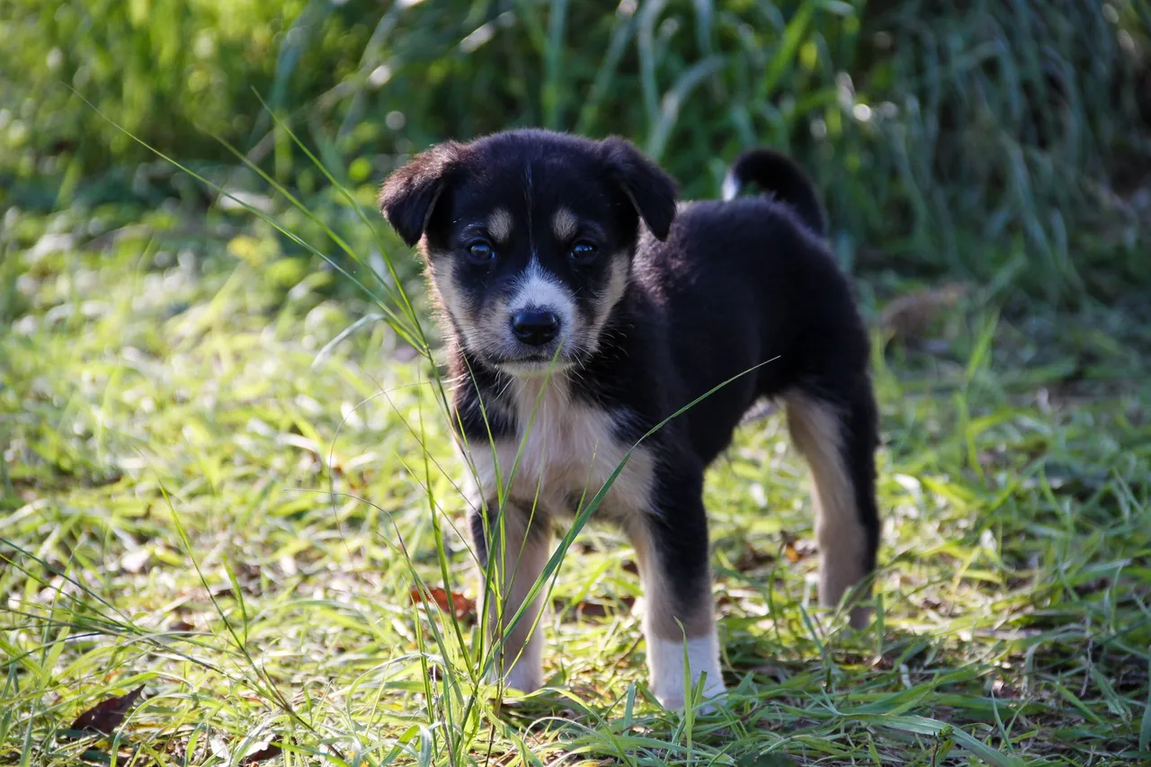 A black and white puppy standing outside on the grass.