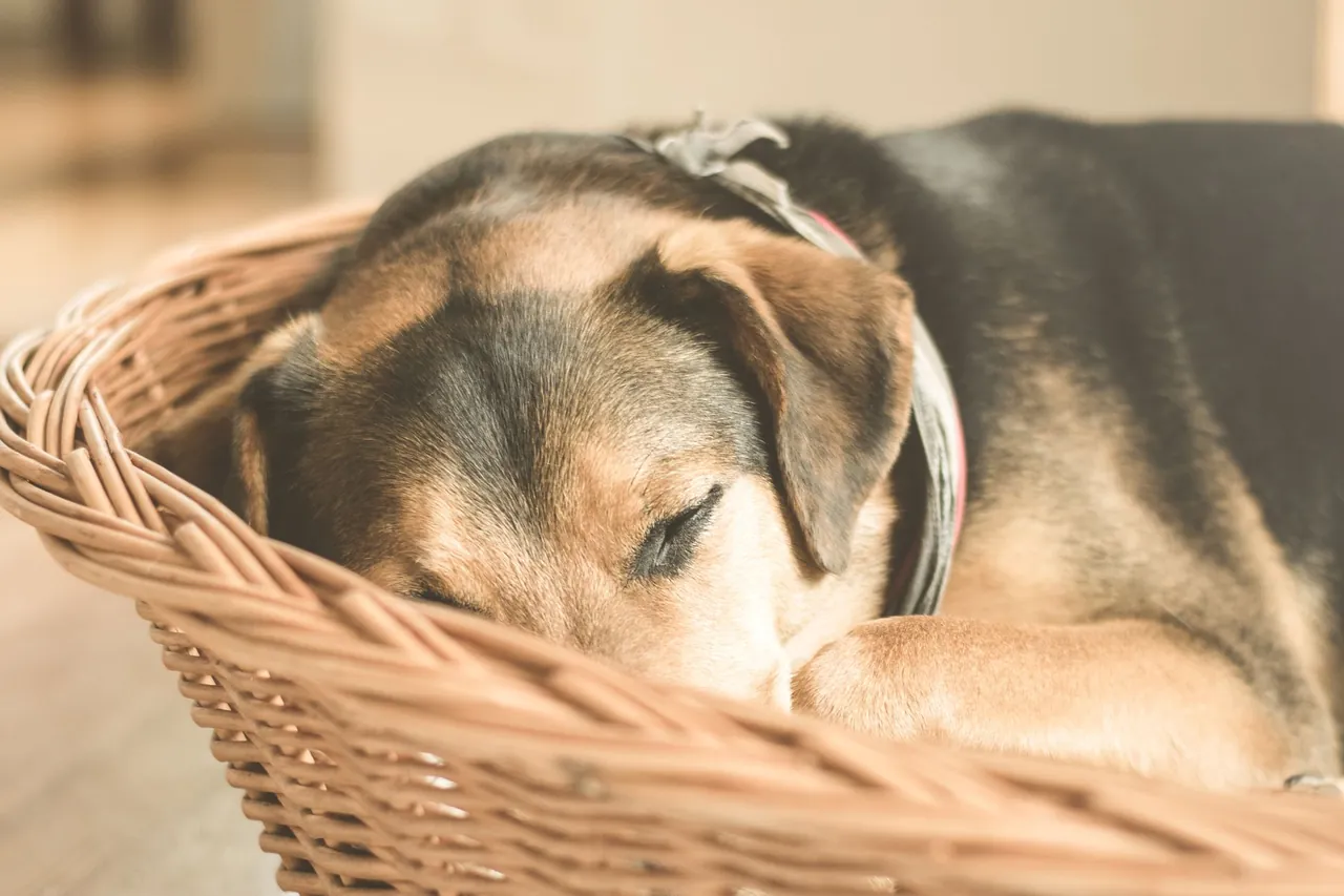 A puppy sleeping curled up in a wicker basket.