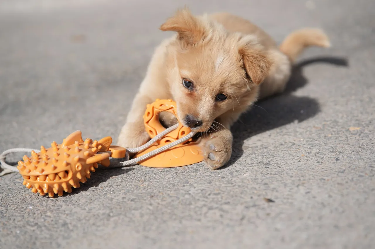 A puppy biting an orange chew toy.