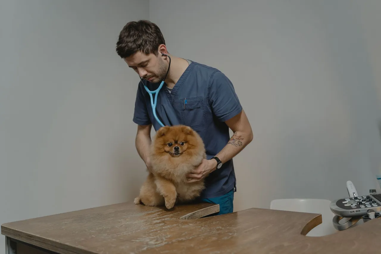 A veterinarian examining a small fluffy dog with a stethoscope.