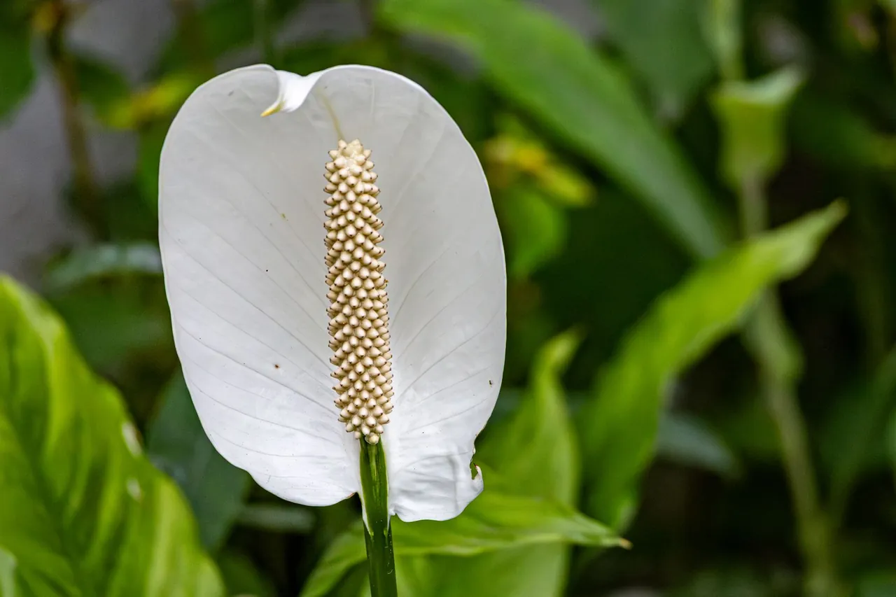 A white peace lily flower against green leaves.