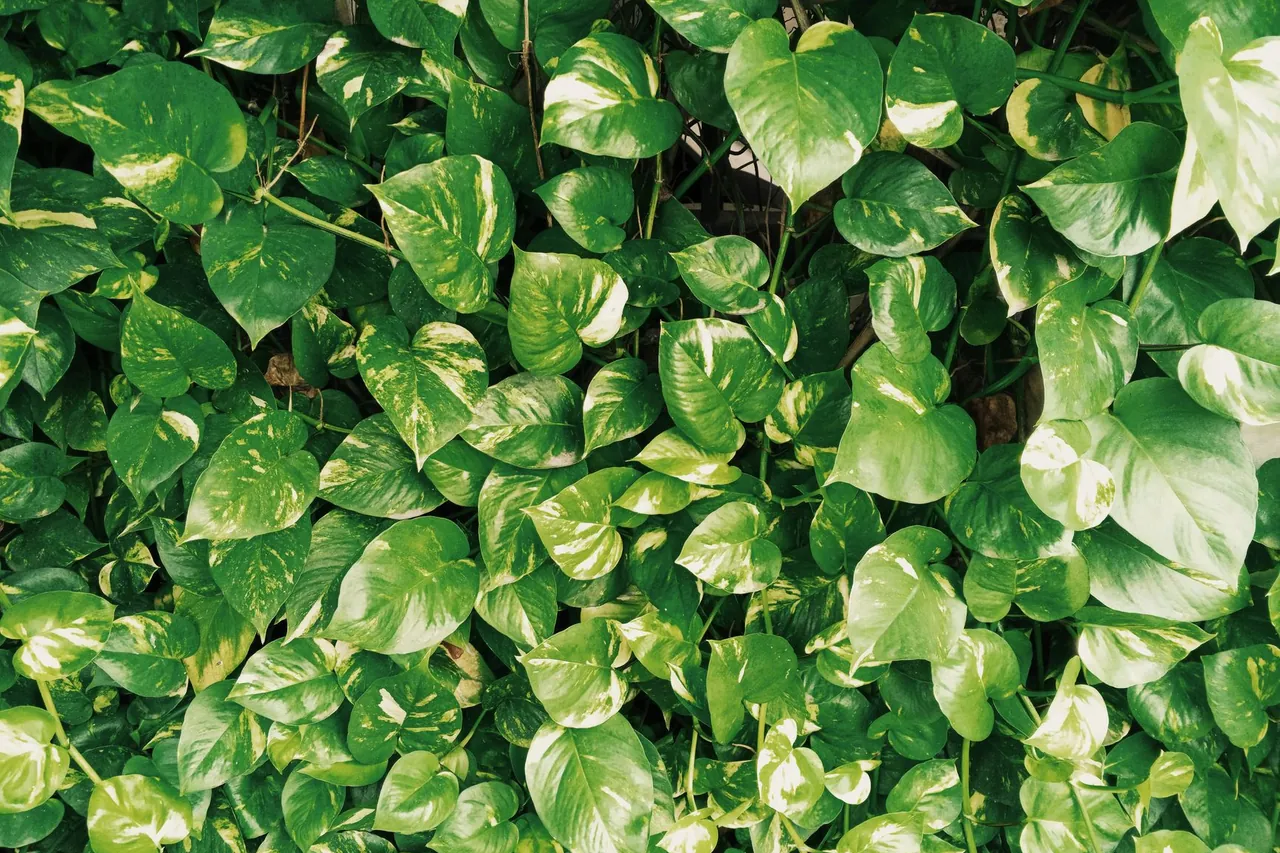 A dense mass of heart-shaped, variegated golden pothos leaves.