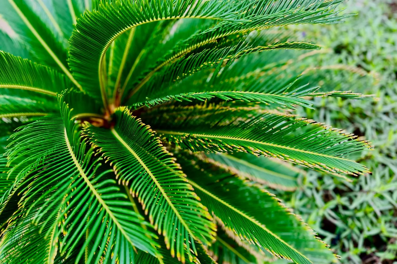 The feathery fronds of a sago palm (Cycas revoluta).