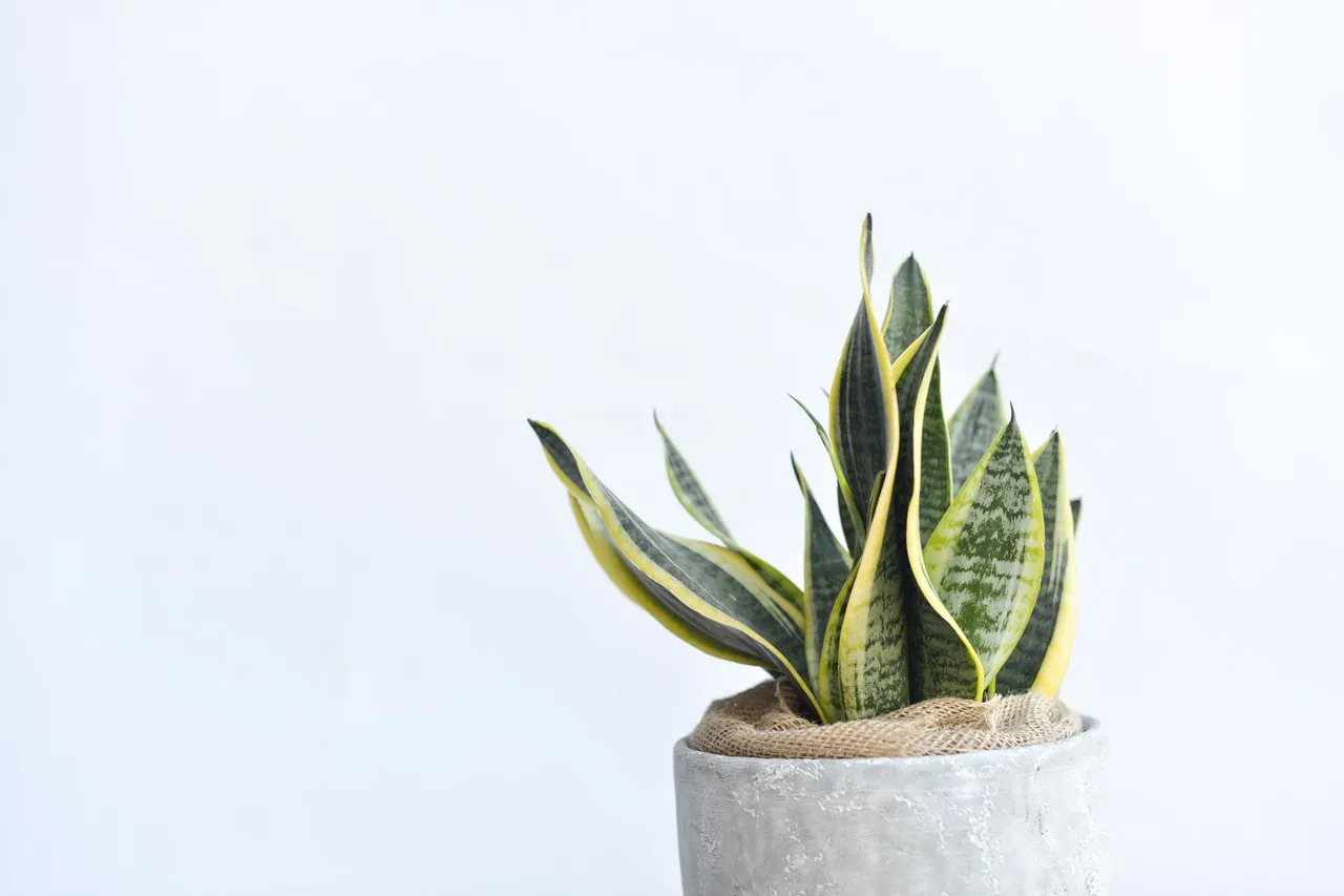 A snake plant with upright, yellow-edged leaves in a gray pot.
