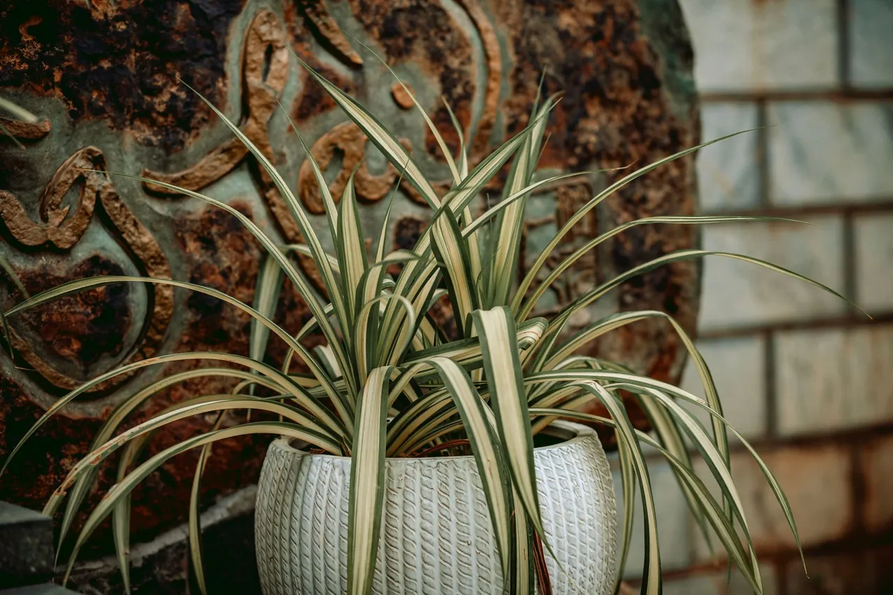 A spider plant with long green-and-white striped leaves in a white pot.