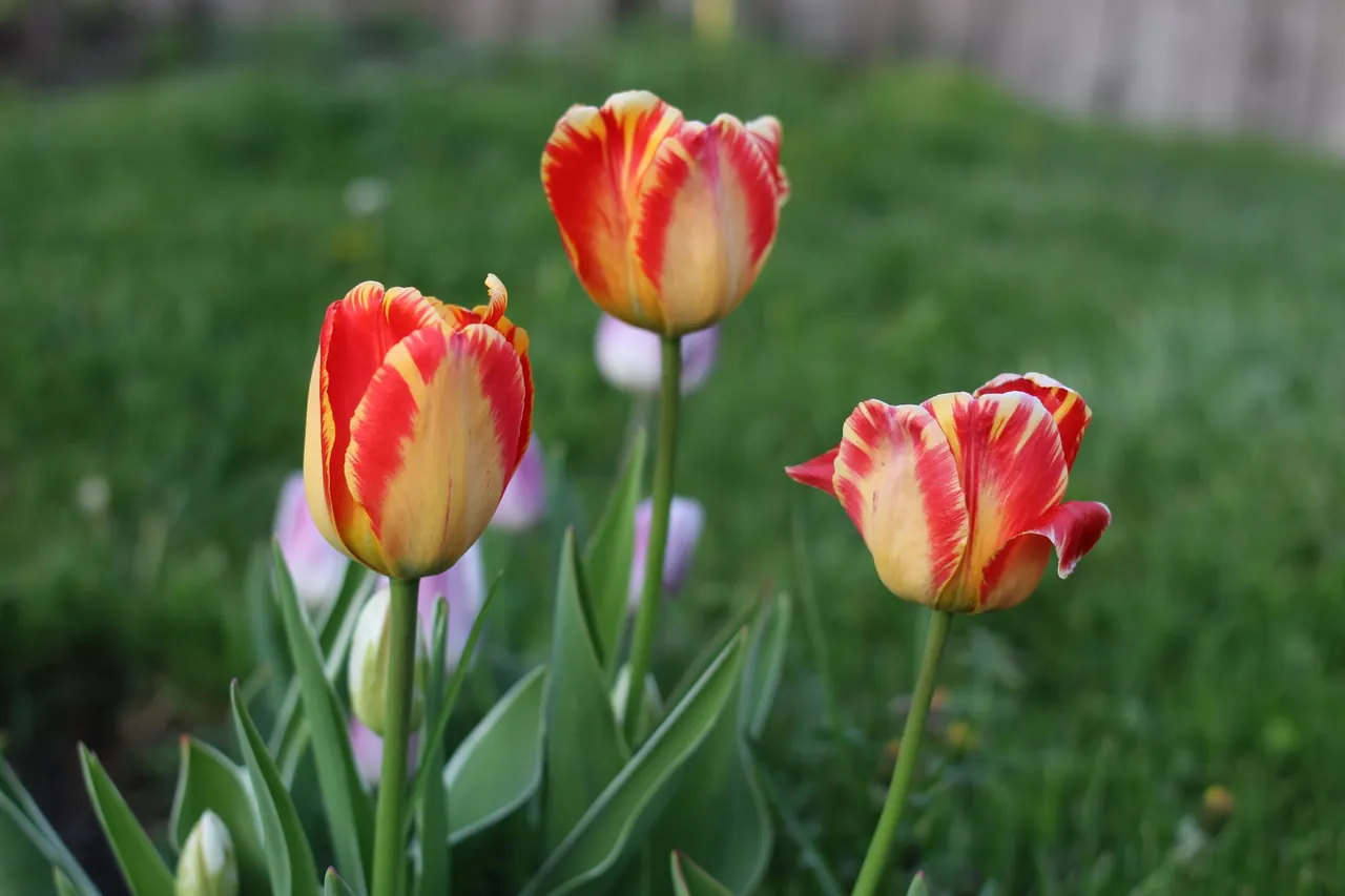 Red and yellow tulips in bloom on a lawn.