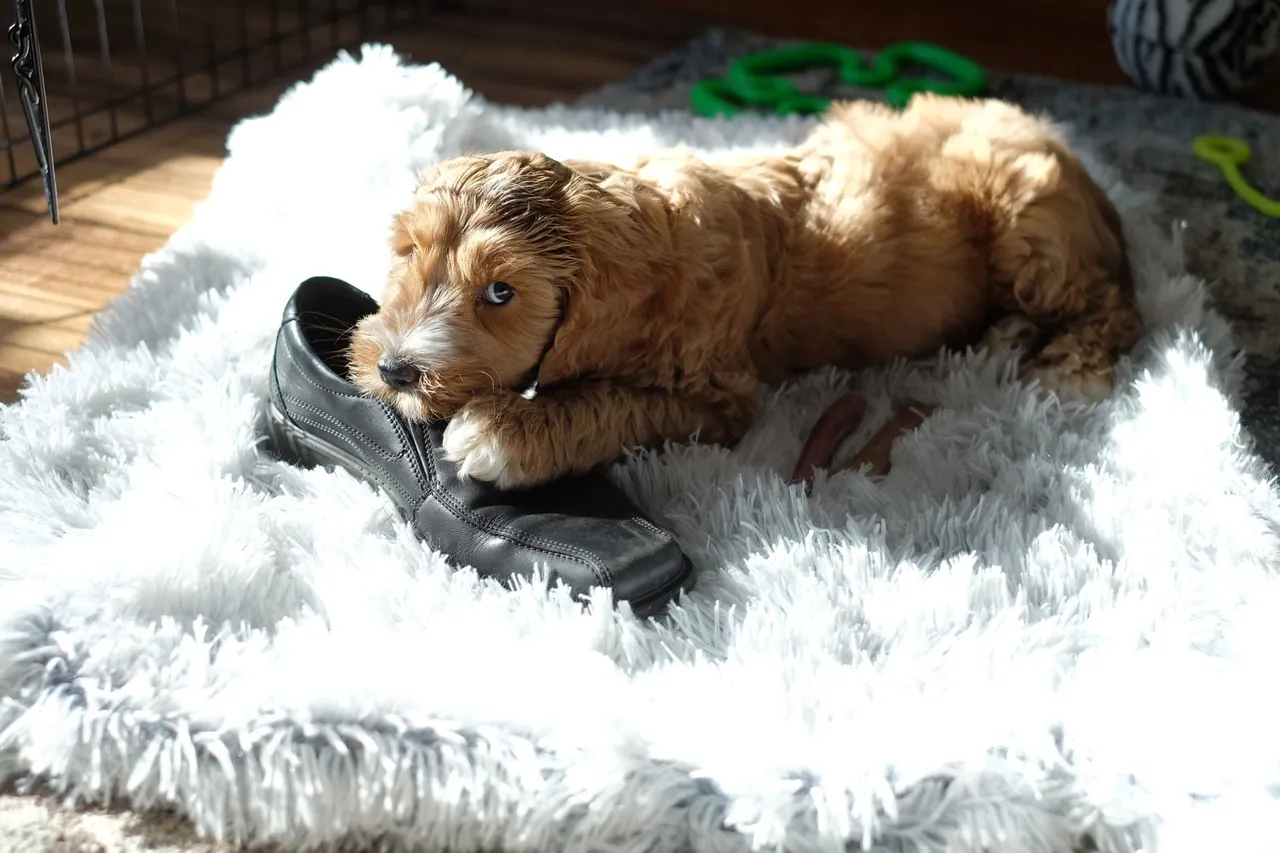 A fluffy puppy chewing on a shoe while lying on a white rug.