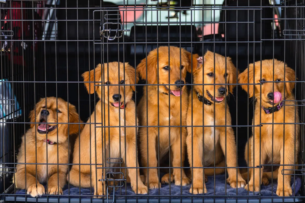 Golden retriever puppies sitting together inside a wire crate.