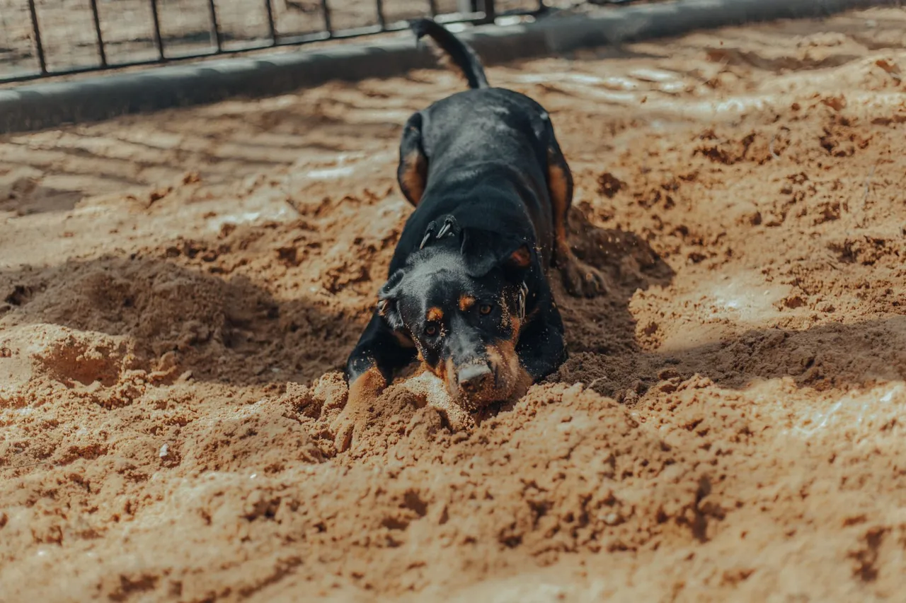 A black and tan dog digging in sand.