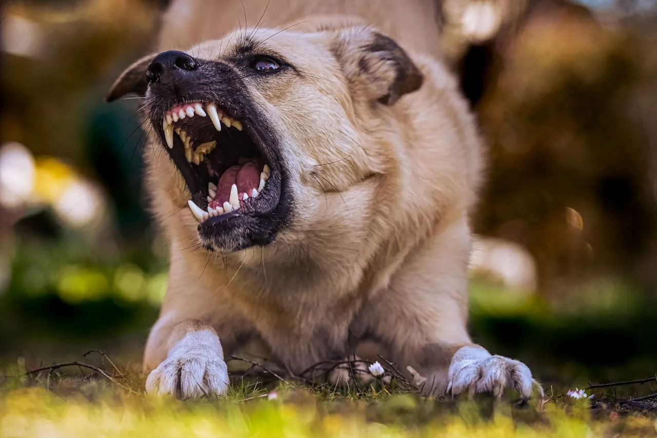 A dog snarling with its teeth showing.