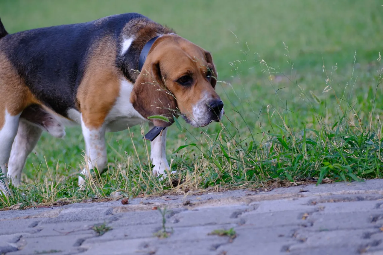 A beagle sniffing the grass in a park.