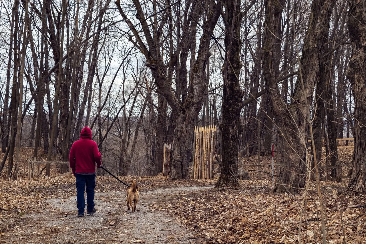 A person in a red hoodie walking a dog on a quiet autumn forest path.