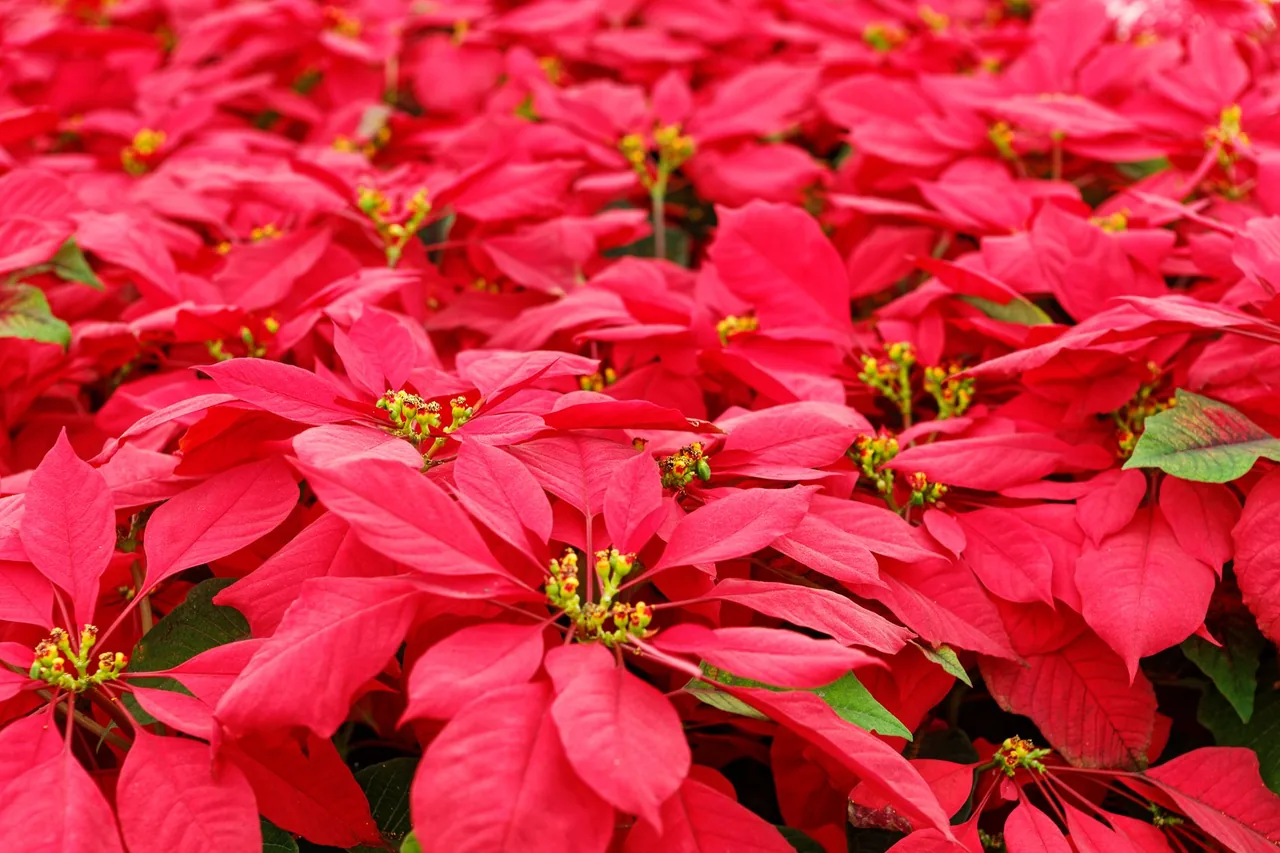 Primer plano de plantas de nochebuena rojas en flor, con pequeños racimos de flores amarillas.
