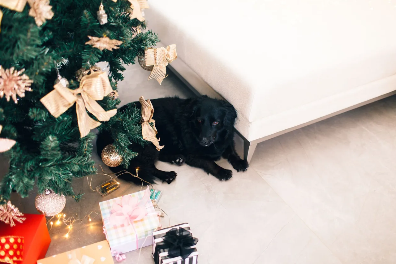 Un perro negro echado junto a un árbol de Navidad decorado, con regalos envueltos, una serie de luces y un portapilas en el piso.