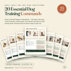 Dog Training Commands Guide