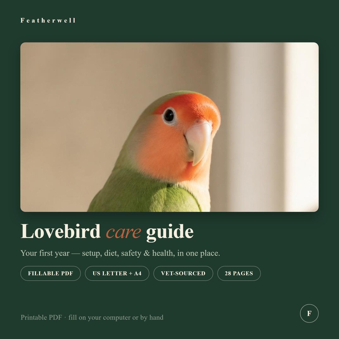 Lovebird Care Guide